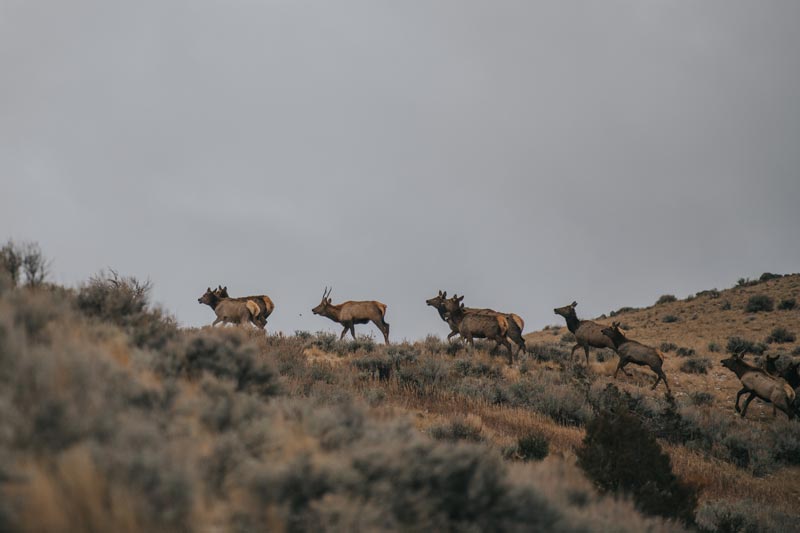 elk hunting on arthur blank ranch in montana