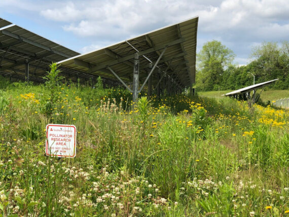 The Ray: Let’s Drive the Future Of Renewable Energy