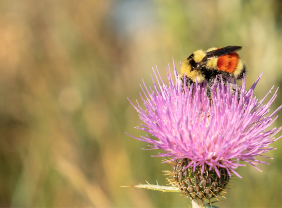 Blank Foundation Awards $3 Million Grant to World Wildlife Fund for Northern Great Plains Conservation