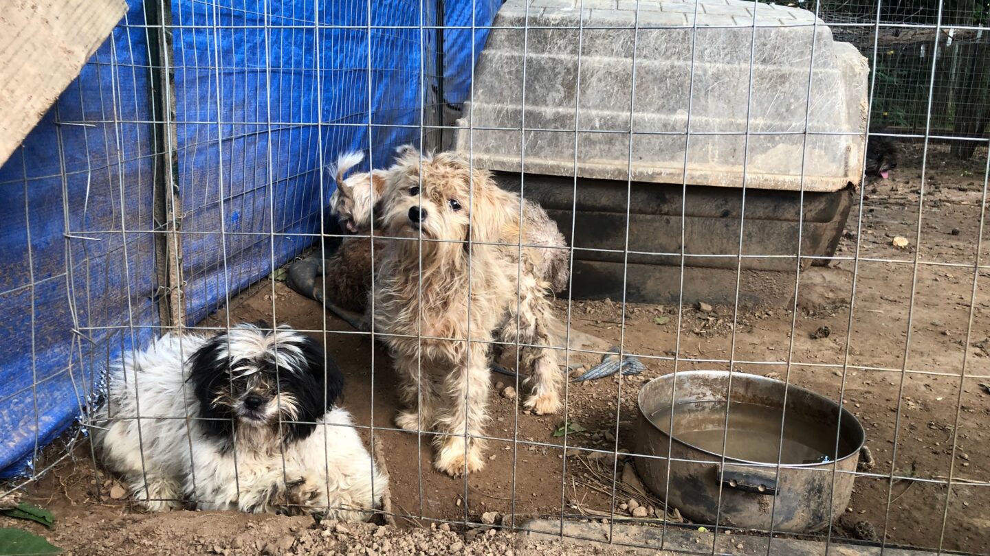 Atlanta Humane Society fetches $2.5 million from Arthur Blank Foundation