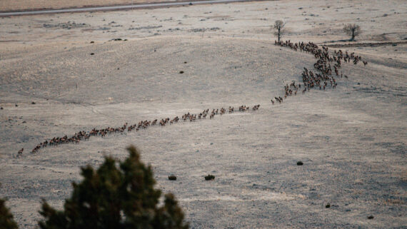 Elk and Grassland Conservation: Supporting Healthy Wildlife Populations on World Wildlife Day