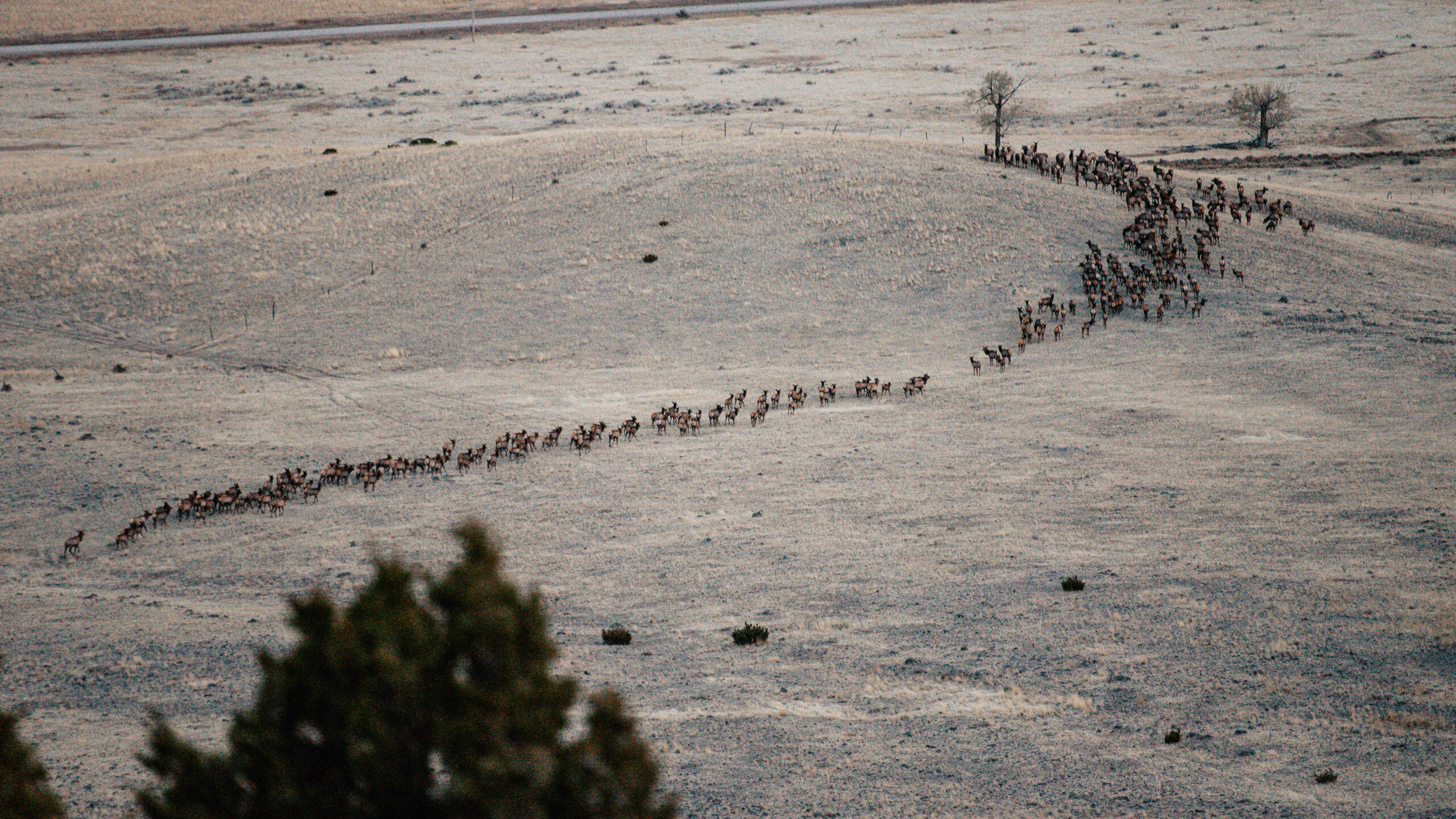 Elk and Grassland Conservation: Supporting Healthy Wildlife Populations on World Wildlife Day