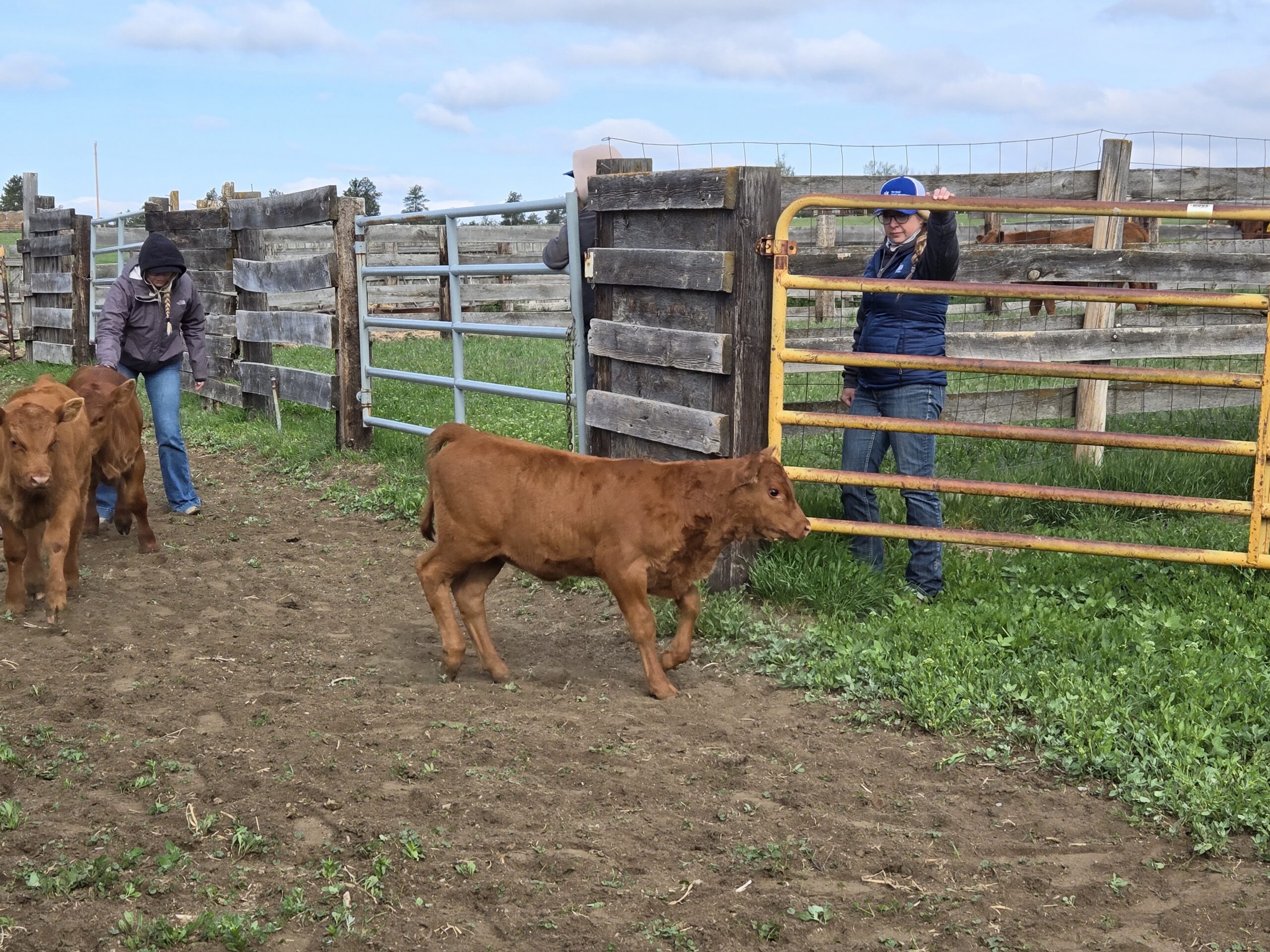 Ranchers Supporting Rural Economies and Ecological Health in Montana